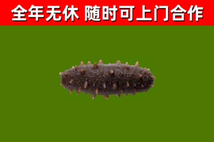 阿城区烟酒回收干海参.jpg